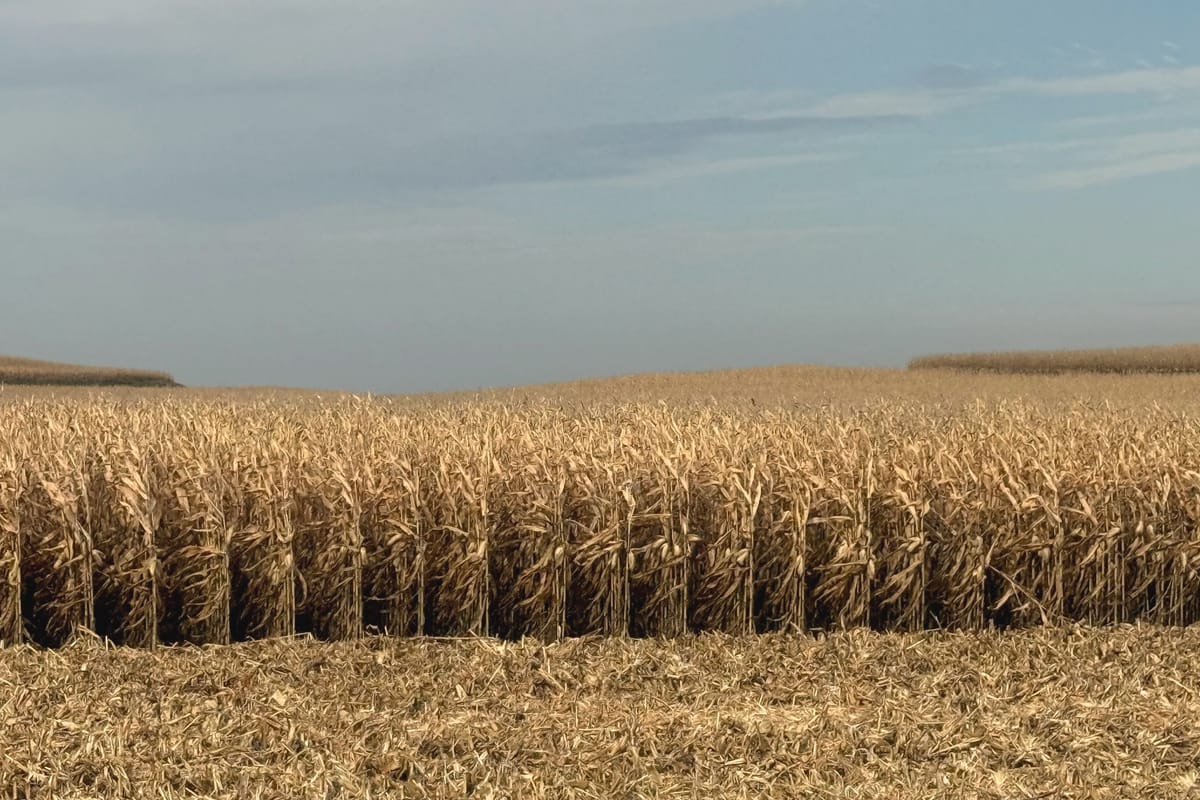 Rows of standing corn at the edge of a harvested field under a pale sky.